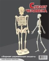 Сборная модель Скелет человека